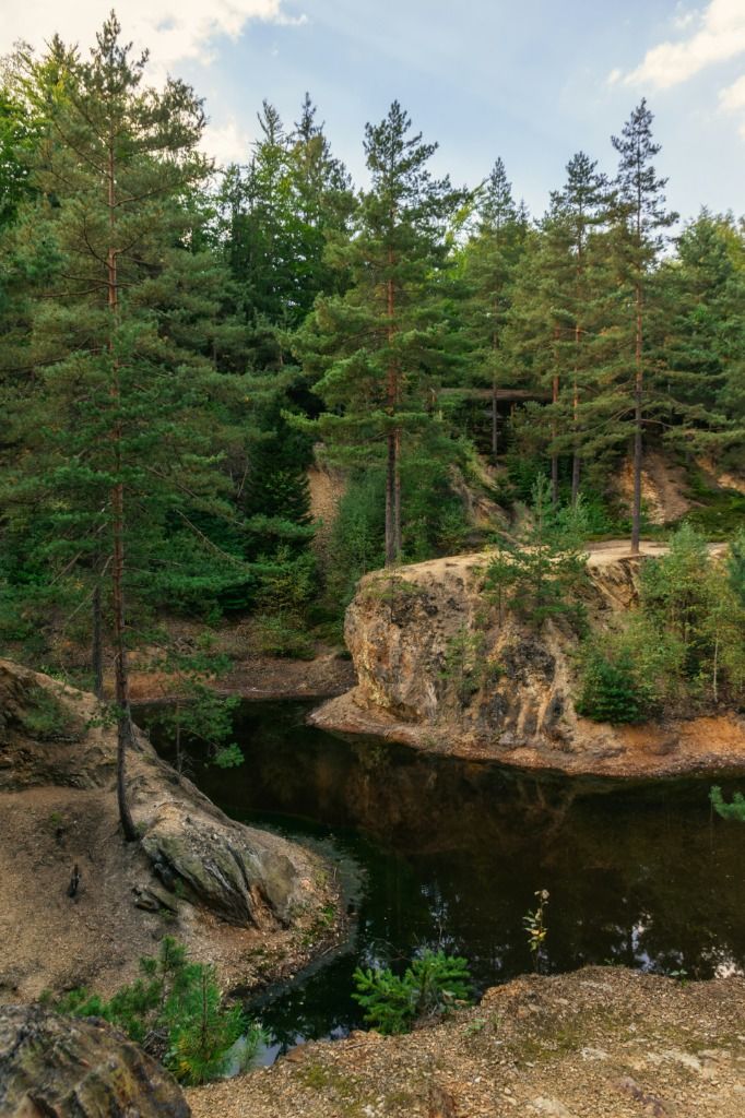 Poland Forest